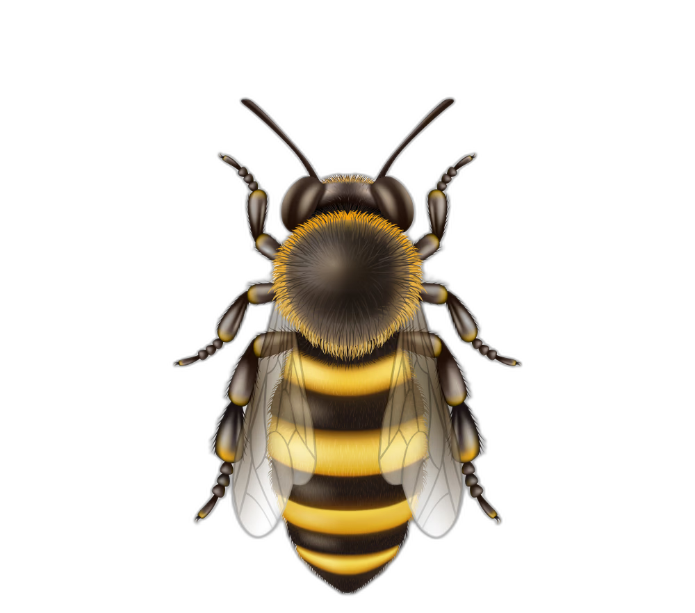 Honey bee icon